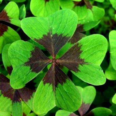 金沙乐娱场app下载下载手机版